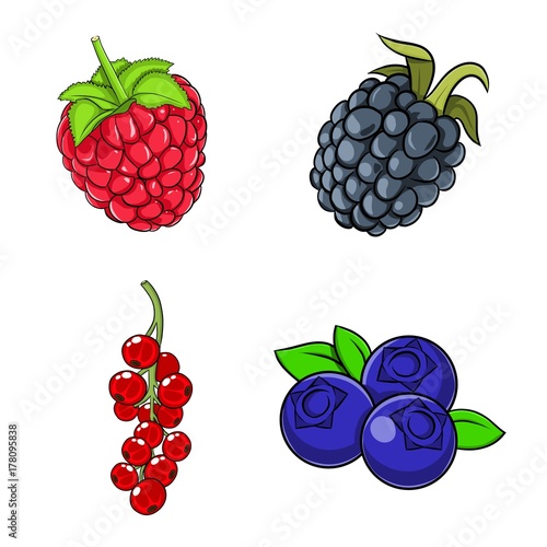 Beeren: Heidelbeere Blaubeere, Johannesbeere, Brombeere, Himbeere & 