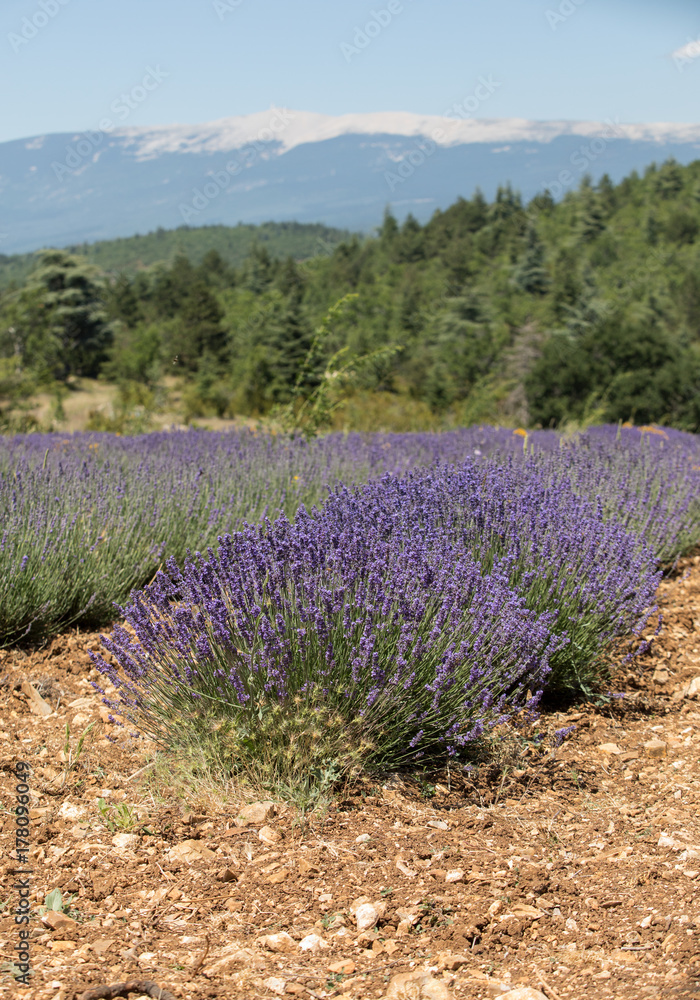 Obraz premium Lavender field near Sault and Mont Ventoux in the background. Provence, France