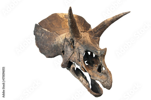 triceratops skull