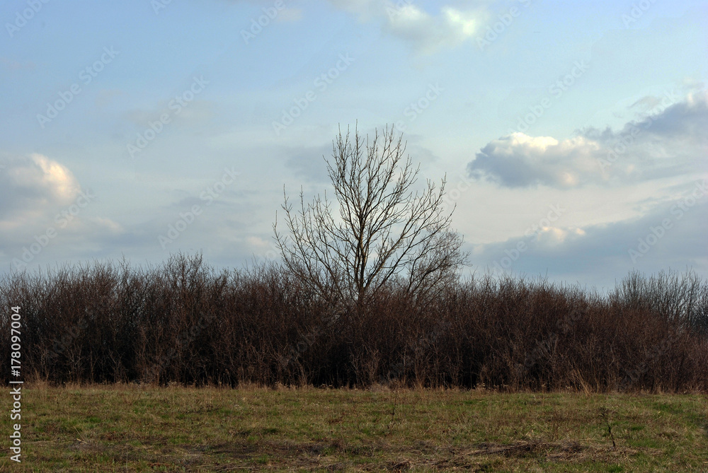 Blue cloudy rainy sky above the meadow with yellow and green grass and tree without leaves in reeds Blue cloudy rainy sky above the meadow with yellow and green grass and tree without leaves in reeds