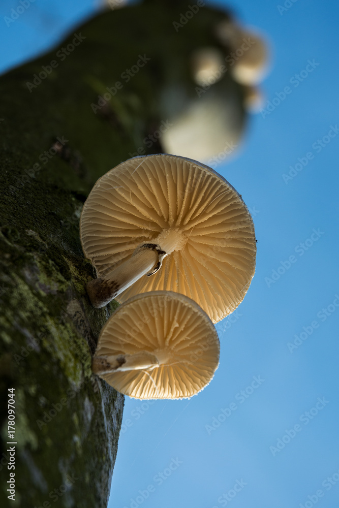 Buchenschleimrübling 2 Buchenschleimrübling 2