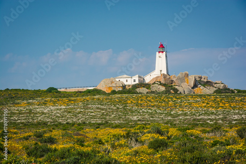 Tableau sur toile Paternoster lighthouse with a field of spring wildflowers in the foreground