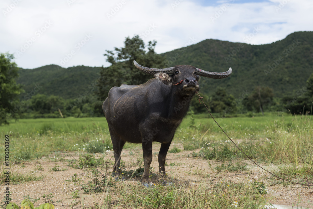 Thai buffalo posing elegantly for the camera Thai buffalo posing elegantly for the camera