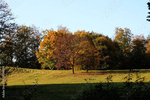 Laubbäume im Herbst