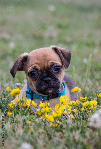 pug with flowers