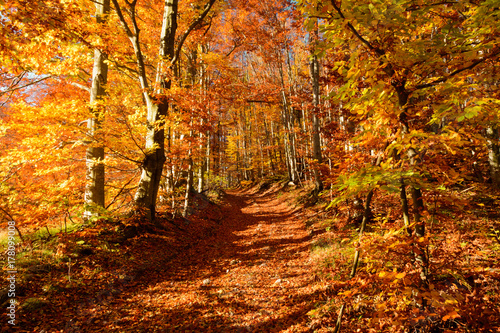 way through the fall forest 