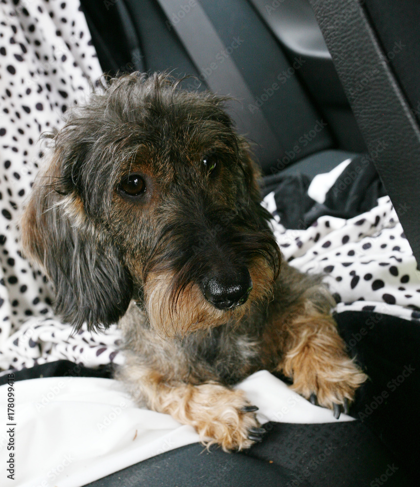 Cane bassotto in viaggio in auto Cane bassotto in viaggio in auto