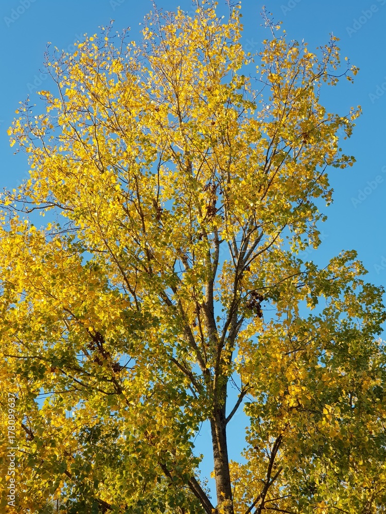 Automne Automne