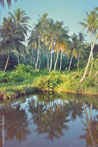 wild jungle in Sri Lanka
