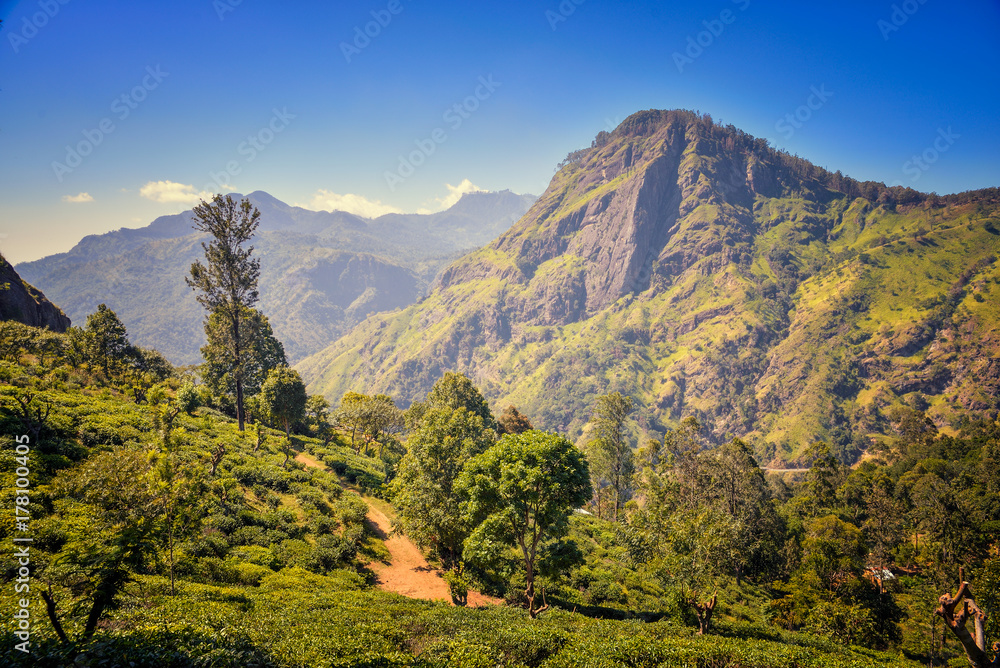 views of Ella Rock and tea plantation
