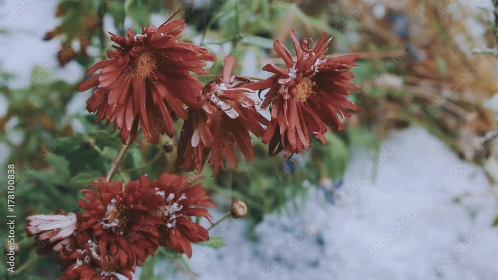 Fresh flowers in a strong wind and snowing Fresh flowers in a strong wind and snowing