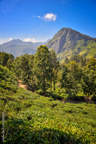 views of Ella Rock and tea plantation