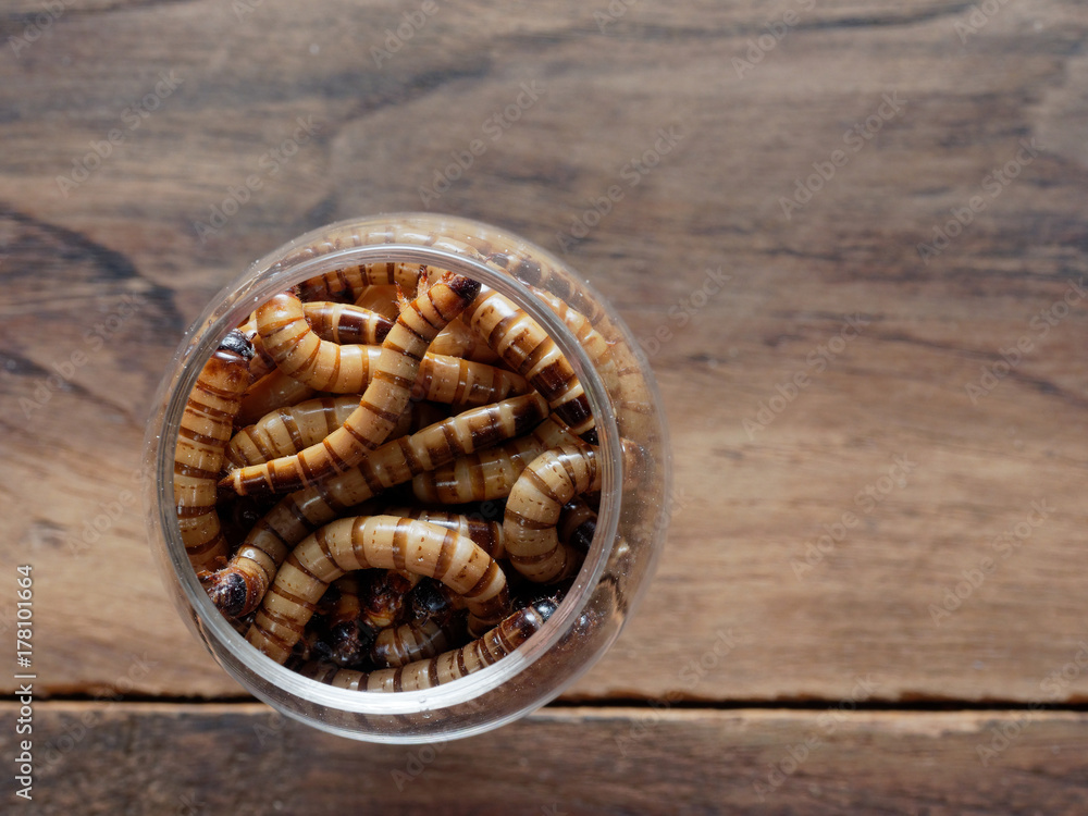 A group of super or giant worms crawl inside small brandy glass over dark wooden surface used as background in exotic pet food, insect, Halloween, celebration, decoration, scary, and haunting concepts A group of super or giant worms crawl inside small brandy glass over dark wooden surface used as background in exotic pet food, insect, Halloween, celebration, decoration, scary, and haunting concepts