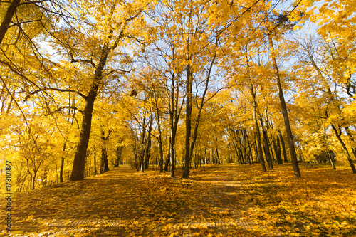 Bright fallen leaves in autumn forest at sunny weather. Fall maple trees. Yellow nature background