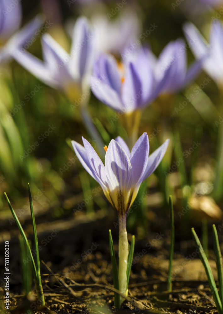 Beautiful blue crocus flowers closeup Beautiful blue crocus flowers closeup