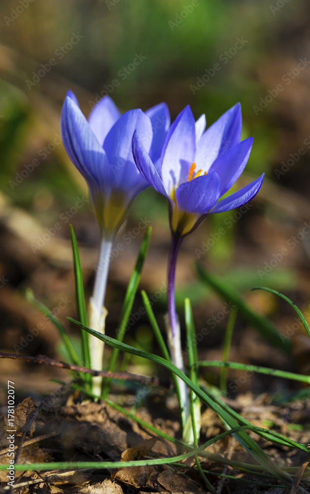 Beautiful blue crocus flowers closeup Beautiful blue crocus flowers closeup