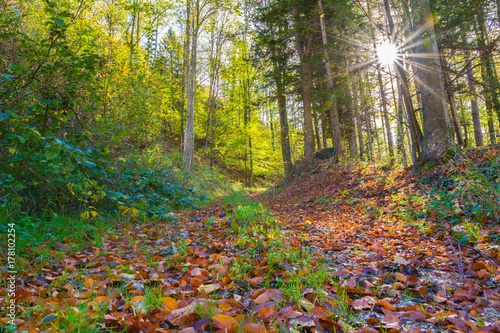 idylle im Wald im Herbst mit sonne