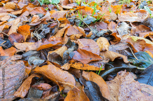 nasser Boden - Laub im Herbst im Wald 