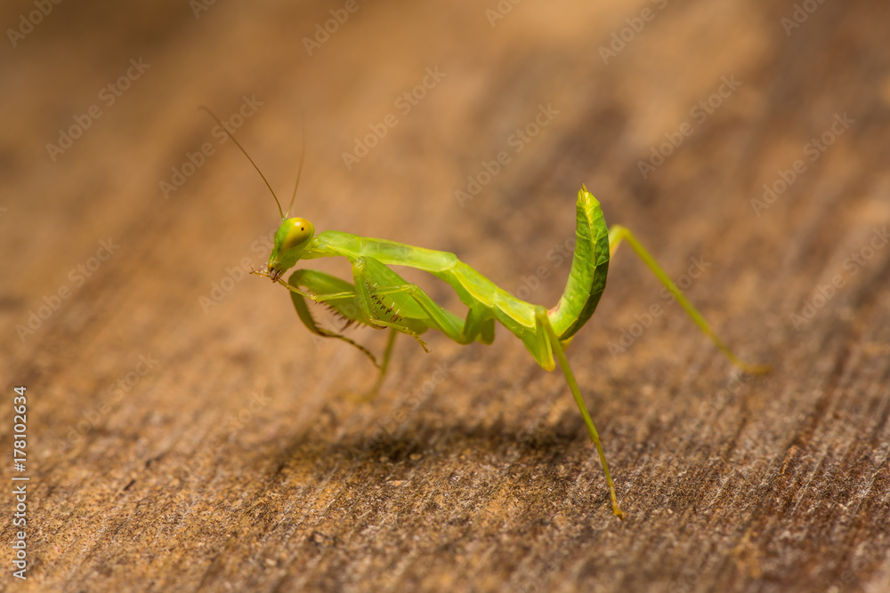 The praying mantis in various gestures. The praying mantis in various gestures.