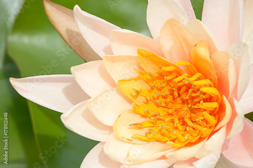 Lotus closeup background texture