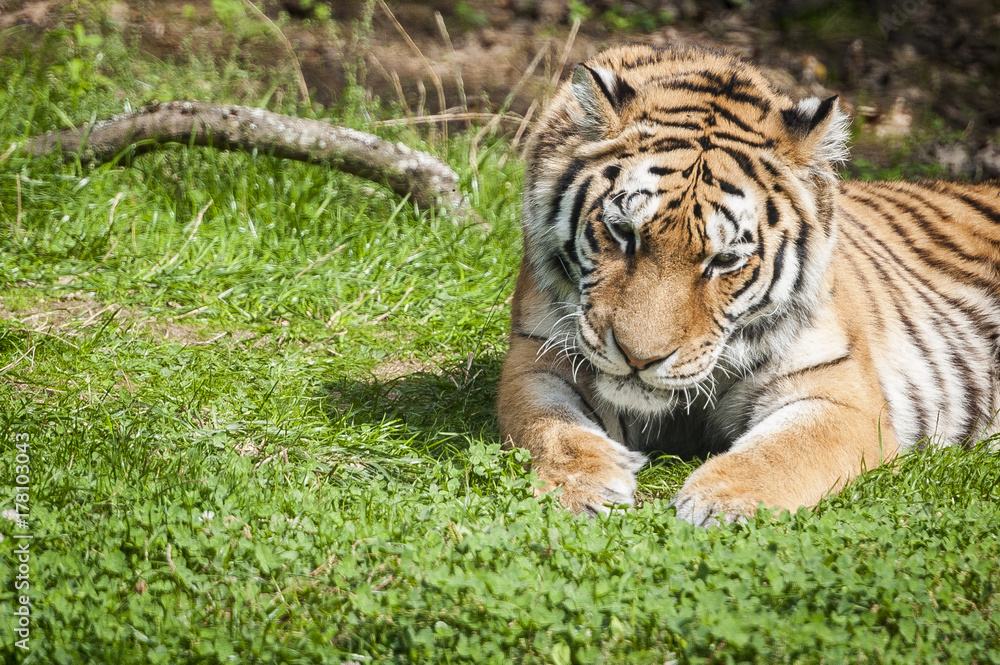 Obraz premium Tigre