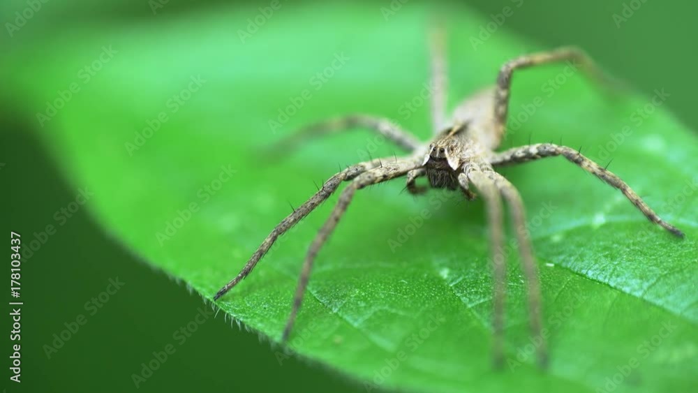 Nursery Web Spider Sitting On Green Leaf In Garden Nursery Web Spider Sitting On Green Leaf In Garden
