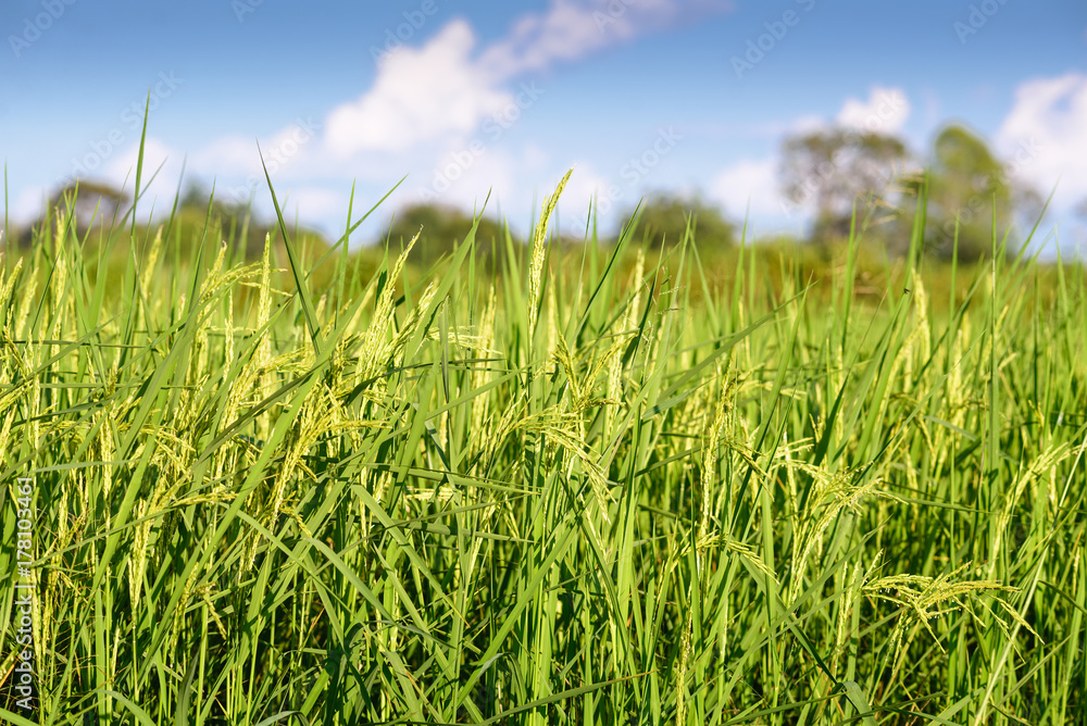 Rice field with clear blue sky