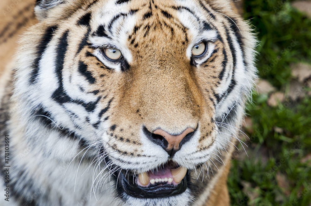 Fototapeta premium Zamknij się portret tygrysa