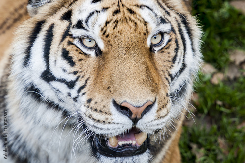Portrait close up d'un tigre
