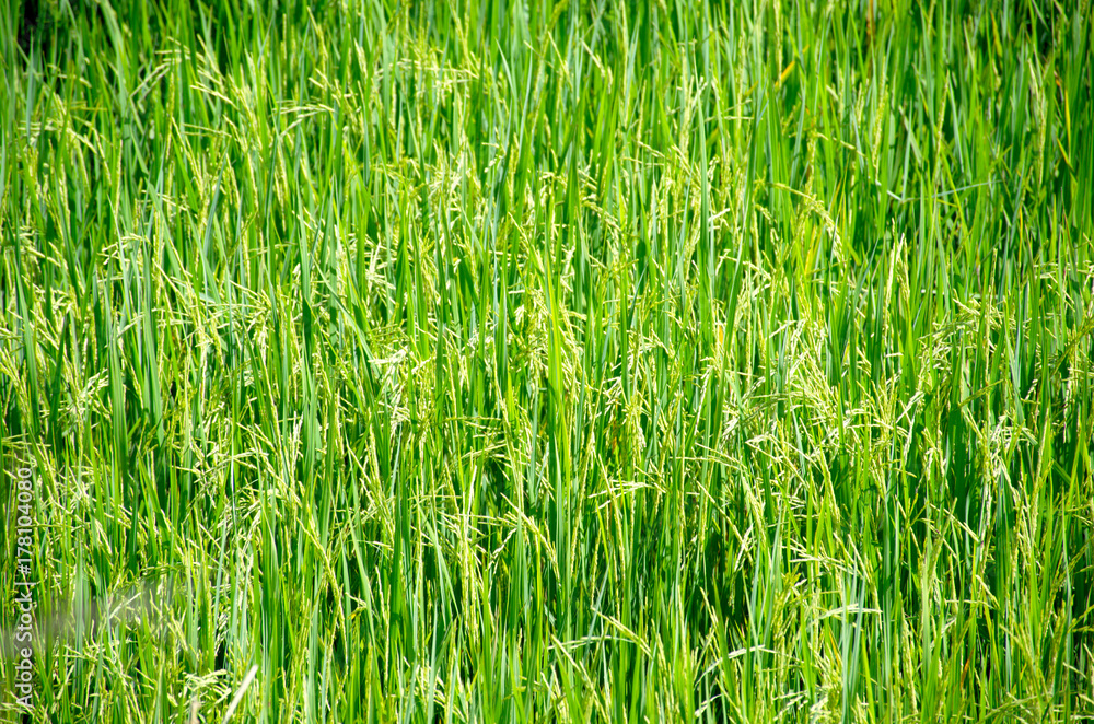 Landscape green rice fields are beautiful produce grains in Thailand Landscape green rice fields are beautiful produce grains in Thailand