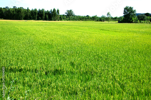 Landscape green rice fields are beautiful produce grains in Thailand