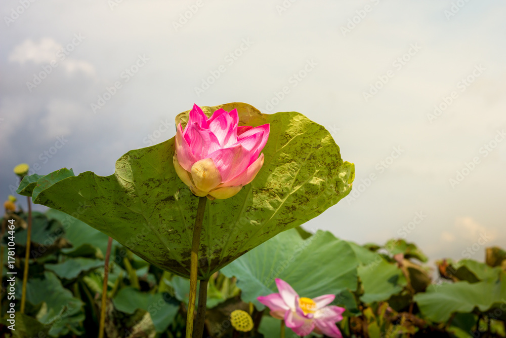 Pink lotus in the lake