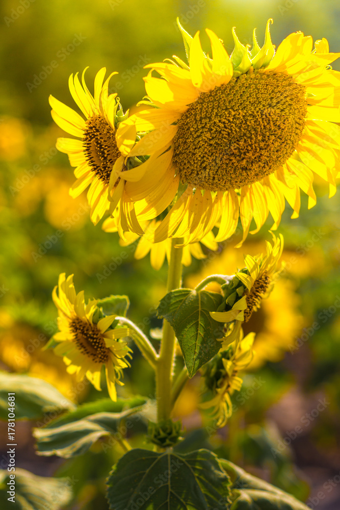 Sunflower has many flowers. Sunflower has many flowers.