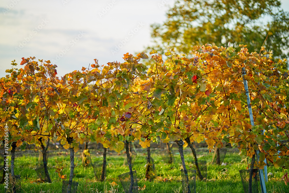 Fototapeta premium Autumn colored vineyard with yellow leaves