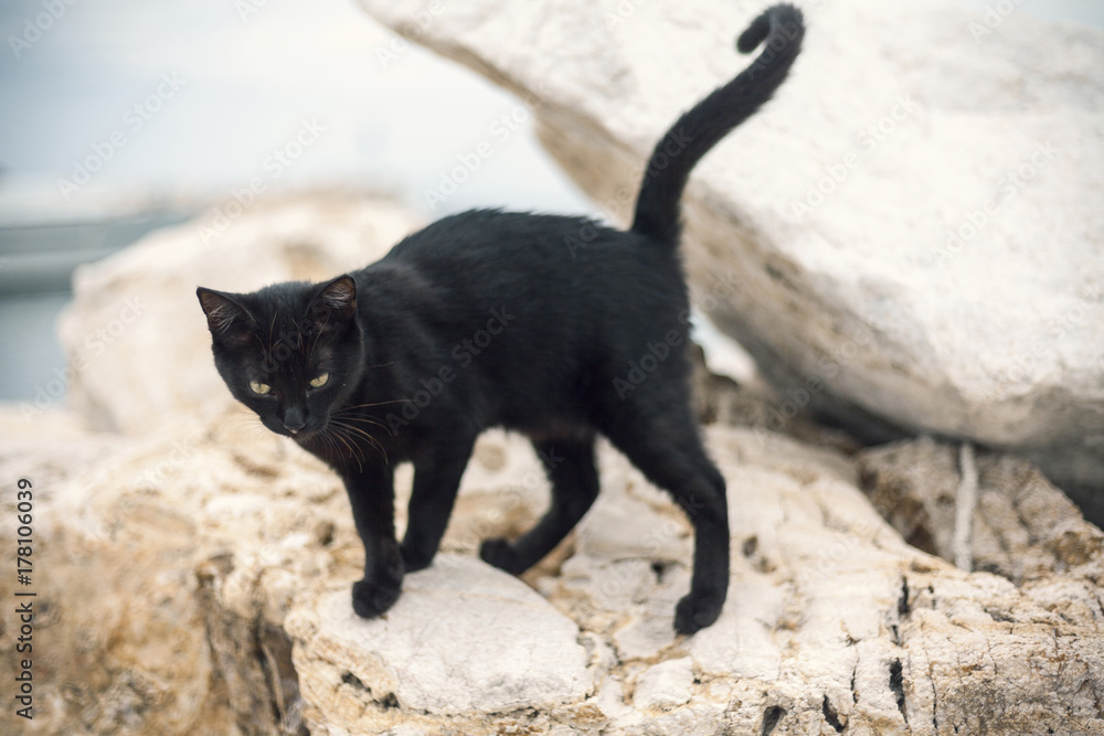 black cat on stone black cat on stone