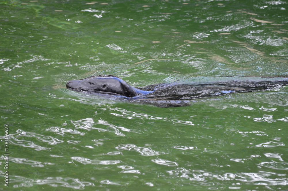 Fototapeta premium Harbor Seal