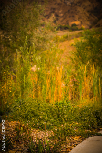 Greenery Background