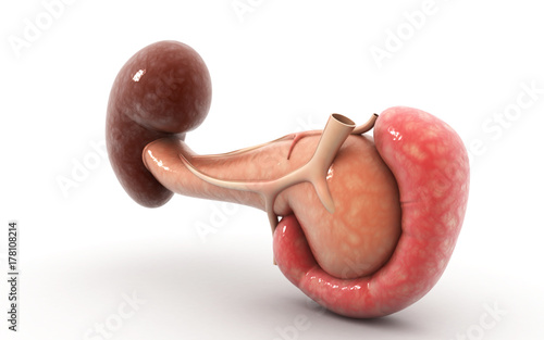 3d rendered Digital illustration of pancreas and spleen in white background photo