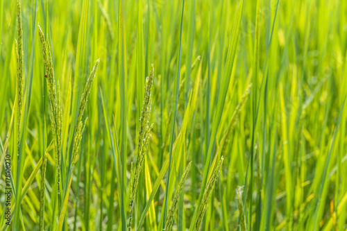 Close up of green paddy rice plant. Thailand, agriculture