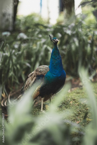 Wallpaper Mural Peacock  Torontodigital.ca