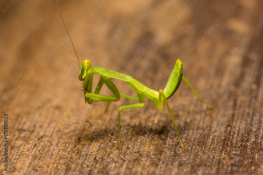 The praying mantis in various gestures. The praying mantis in various gestures.