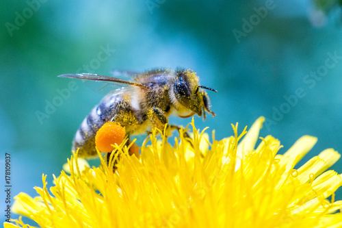 Bee 