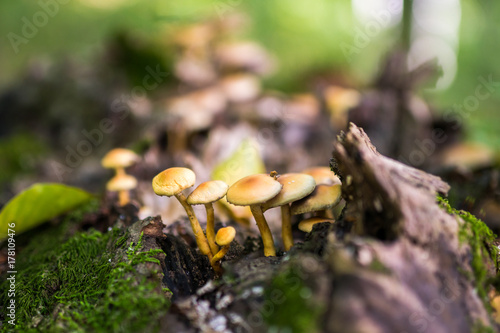 Honey mushrooms cluster
