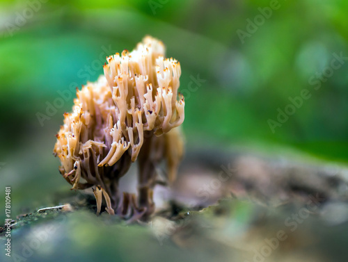 Coral mushroom in closeup