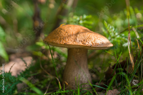 Cep (Boletus edulis) mushroom