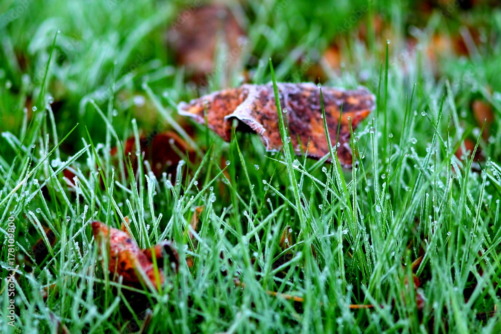 Green grass with water drops and brown fallen leaves. Green grass with water drops and brown fallen leaves.