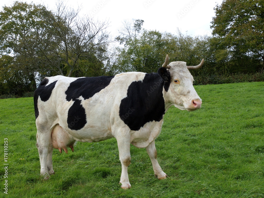 vache de race Holstein