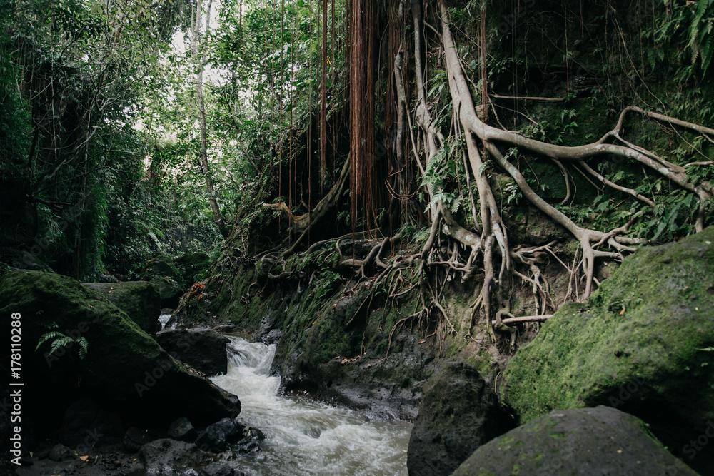 Green wild jungle forest and flowing river Green wild jungle forest and flowing river