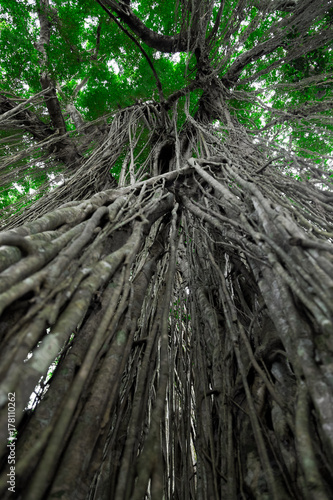 Sacred Monkey Forest Sanctuary in Ubud. Bali Island  Indonesia