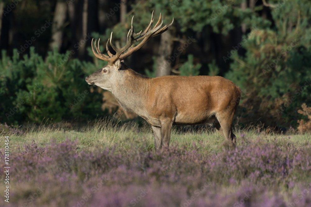 Red Deer8 Red Deer8